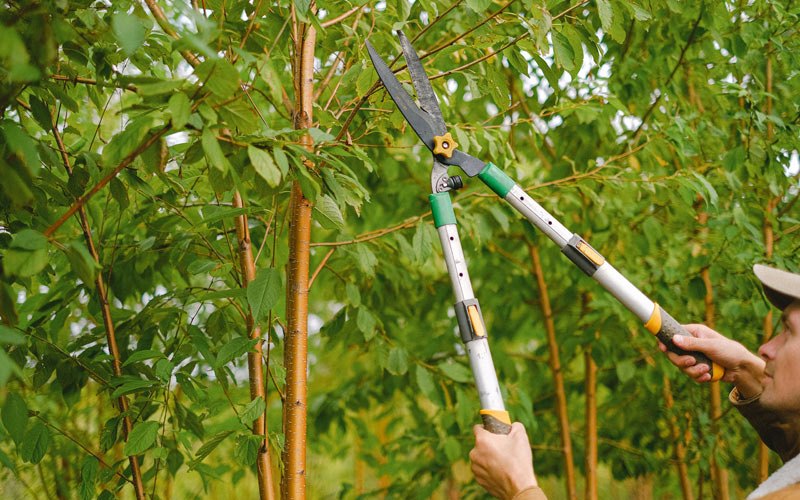 Tree trimming in Farmersville Station, NY